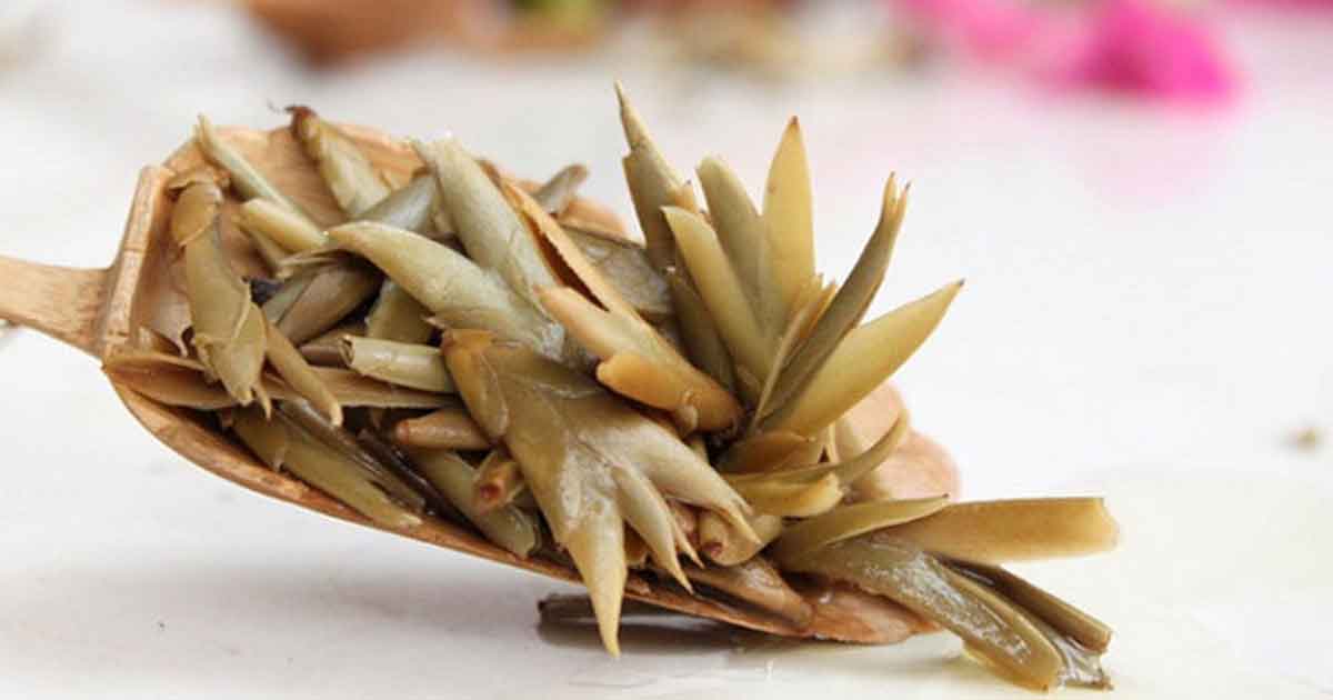 Почки со старых деревьев